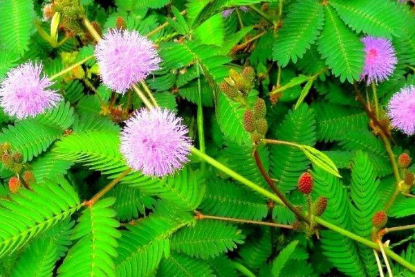 含羞草在什么季節(jié)開(kāi)放