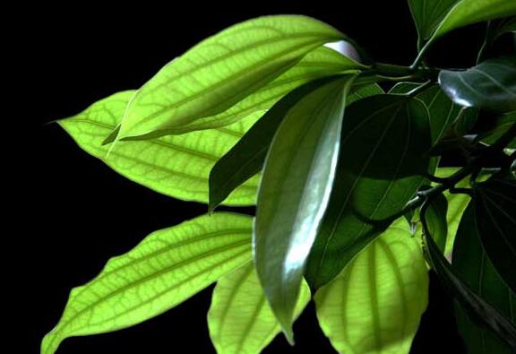 平安樹怎么修剪才茂盛，3種修剪方法