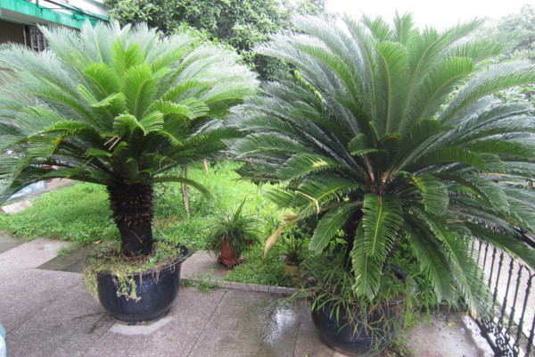 鐵樹(shù)施什么肥最好，施一些稀薄的復(fù)合液肥即可