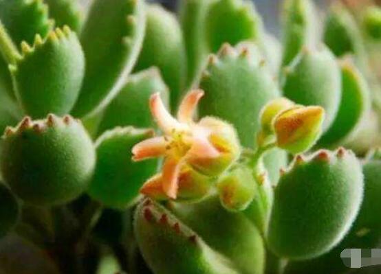 熊童子開花會(huì)死嗎，不會(huì)/適當(dāng)遮陰、及時(shí)降溫