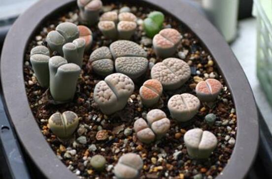 生石花家庭養(yǎng)護，老農總結最實用五大要點