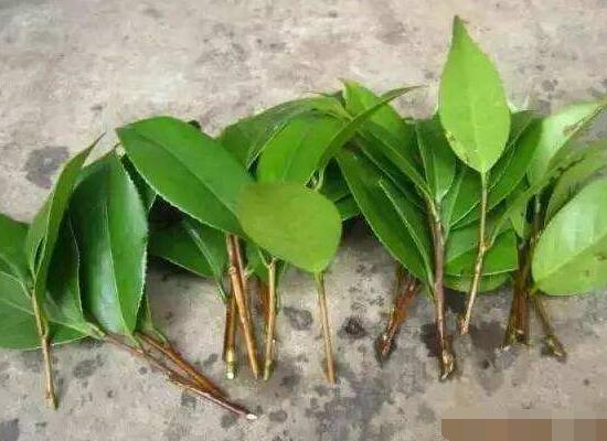 橡皮樹扦插，教你六大基本步驟快速生根發(fā)芽(30天)