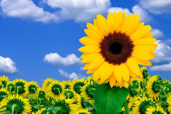 向日葵謝了還會(huì)再開嗎