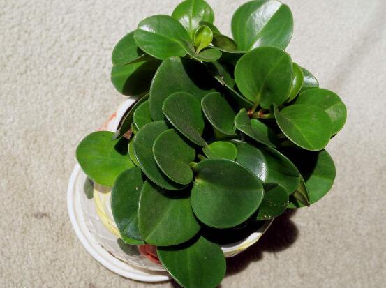 碧玉花葉子發(fā)黑怎么辦，四種原因以及解決辦法