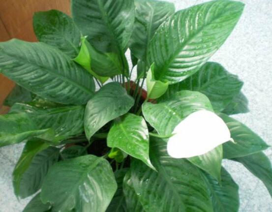 一帆風(fēng)順能澆淘米水嗎，做好這三點(diǎn)使盆土更加肥沃(能澆)