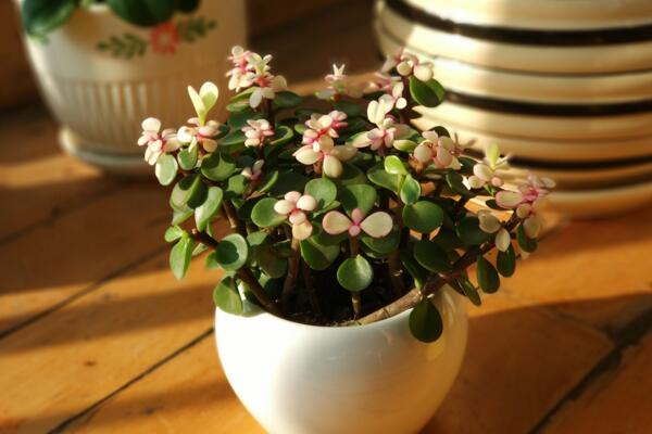 雅樂(lè)之舞和金枝玉葉的區(qū)別，觀察長(zhǎng)勢(shì)以及葉片