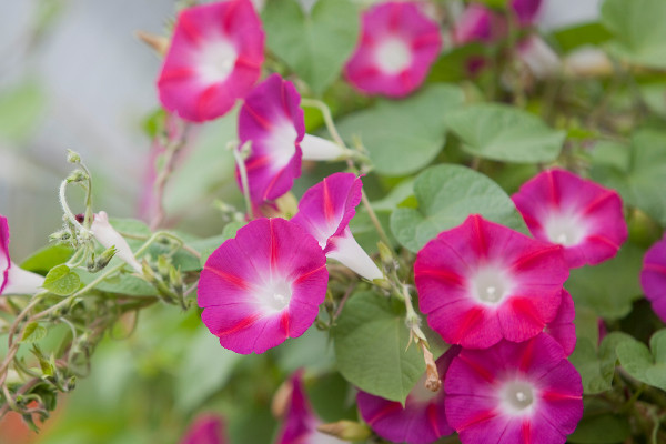 牽?；ǖ酿B(yǎng)殖方法和注意事項(xiàng)