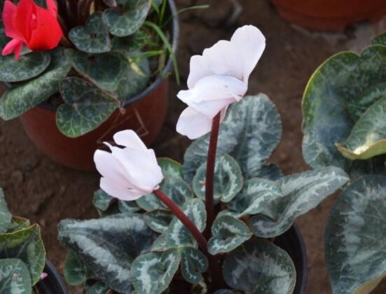 仙客來(lái)休眠多長(zhǎng)時(shí)間，不同環(huán)境不同休眠期(夏季)