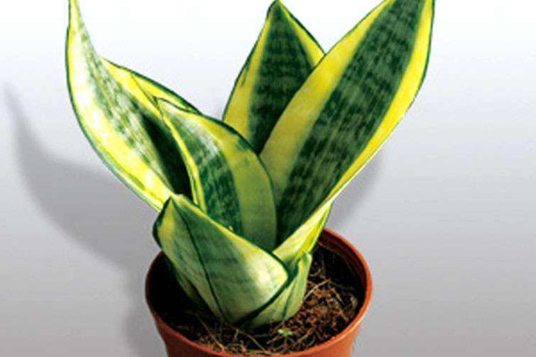 虎皮蘭夏天怎么養(yǎng)護