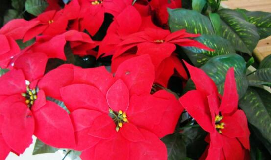 一品紅冬季怎么養(yǎng)，做好五個要點便可安然過冬