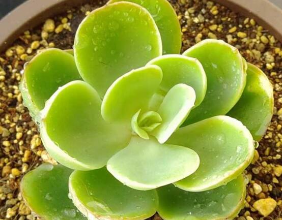 寶石花怎樣養(yǎng)才能長(zhǎng)得快，做好四個(gè)要點(diǎn)生長(zhǎng)的青翠欲滴