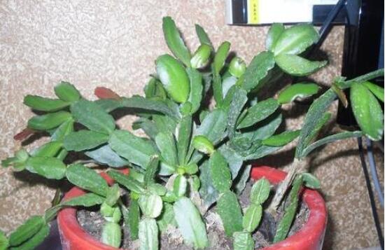 曇花扦插方法圖解，擇兩年生20-30厘米插蕙、扦插土壤深度1/3