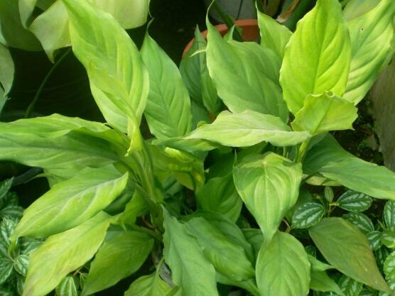 萬年青植物有幾種，盤點(diǎn)最令人欣賞的十大品種