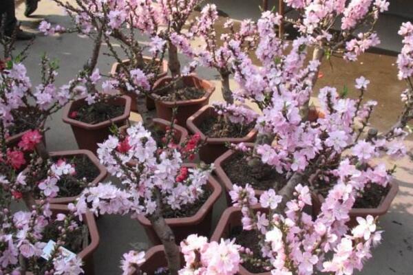 盆栽桃花修剪方法圖解，修剪完后要加強(qiáng)植株管理