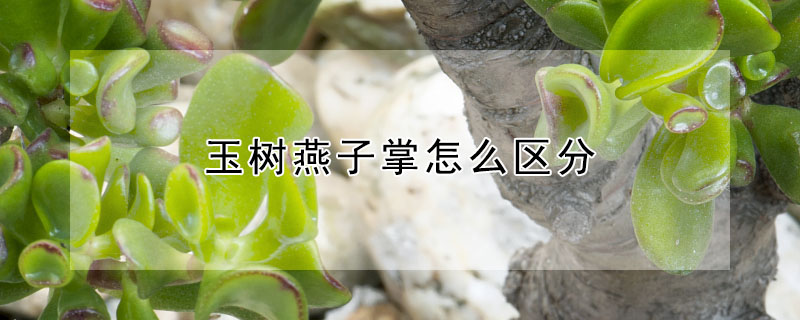 玉樹燕子掌怎么區(qū)分