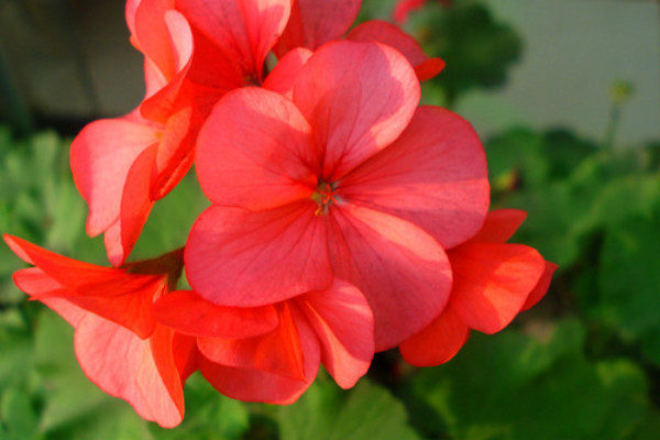 天竺葵苗不長怎么辦