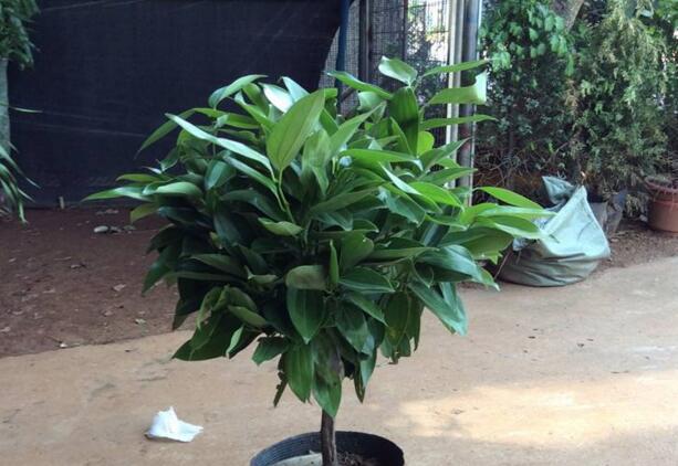 室內養(yǎng)平安樹的好處，旺運勢還健康