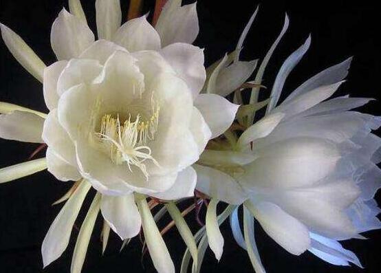 曇花多長時間澆水，只需要保證盆土微濕潤環(huán)境即可