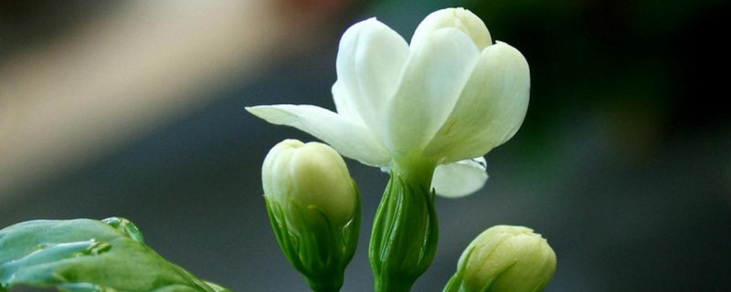 茉莉花的養(yǎng)護(hù)注意事項(xiàng)