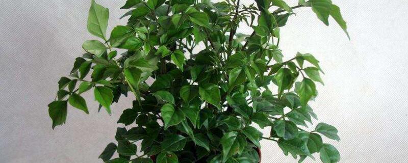 幸福樹(shù)剪枝后多久發(fā)芽