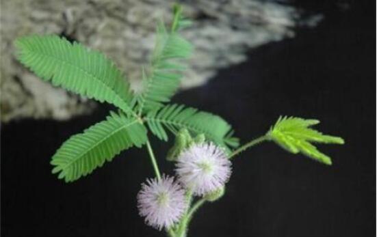 含羞草蔫了怎么辦，教你三種最直觀(guān)有效解決方法