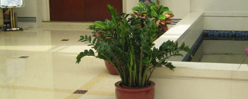 金錢(qián)樹(shù)怎樣過(guò)冬的妙招