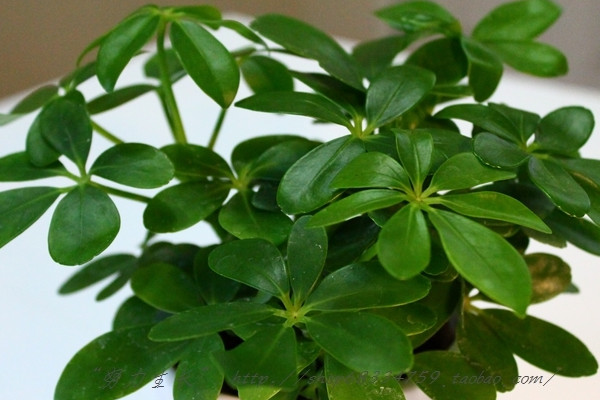 鴨腳木什么時(shí)候種植