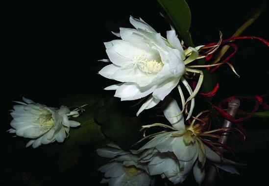 曇花的養(yǎng)殖方法和注意事項，老農(nóng)總結(jié)七大最實用養(yǎng)殖方法