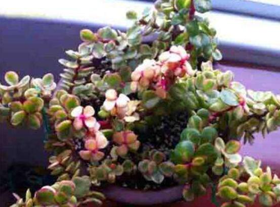 雅樂之舞怎么養(yǎng)出粉色，盆土合理/肥水結(jié)合/光照溫度適當