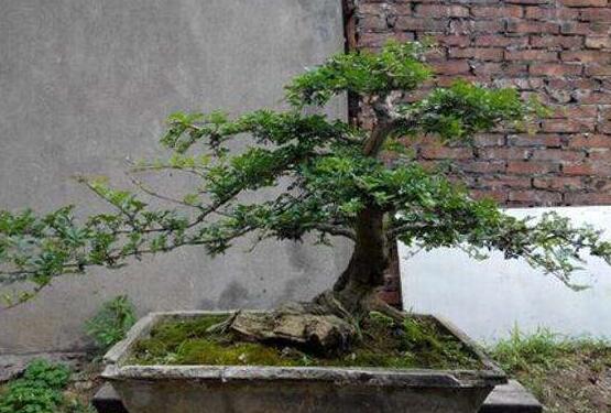 九里香盆栽的養(yǎng)殖方法，老農(nóng)總結(jié)五點最實用的養(yǎng)殖方法