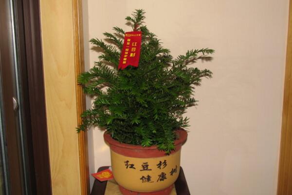 紅豆杉的花語和傳說，花語高傲、傳說凄涼