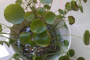 銅錢草葉子邊緣干枯，銅錢草葉子發(fā)黃怎么辦