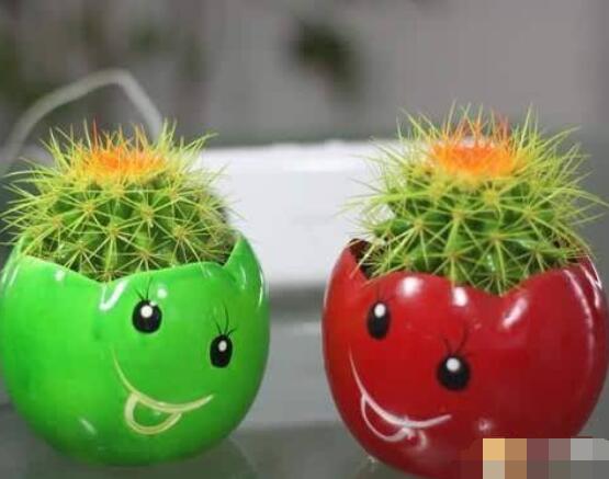 仙人球花語象征與寓意，堅強、溫暖、柔弱、孤獨