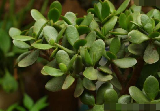 燕子掌和玉樹哪個有毒，玉樹汁液有毒/燕子掌無毒現(xiàn)象