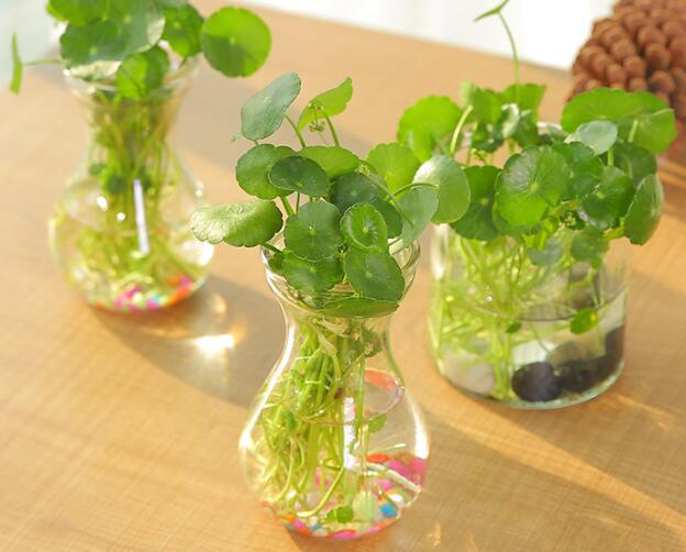 銅錢草怎么剪枝水培，剪成一根勤換水