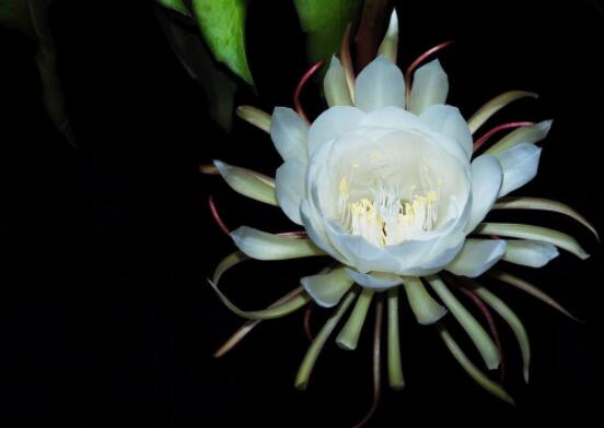 曇花怎么養(yǎng)，注意盆土是關(guān)鍵/肥水要合理