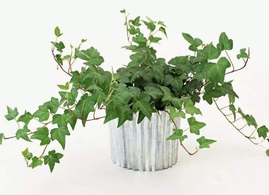 小葉常春藤的養(yǎng)殖方法，教你八個(gè)簡(jiǎn)單易學(xué)基本方法