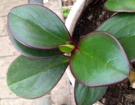 紫邊碧玉的作用以及花語(yǔ)，凈化空氣、活血止痛、跌打損傷