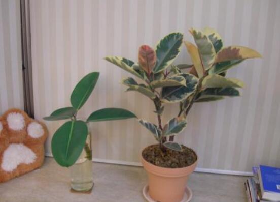 橡皮樹剪下來怎么生根，做好五個步驟便可發(fā)芽長葉