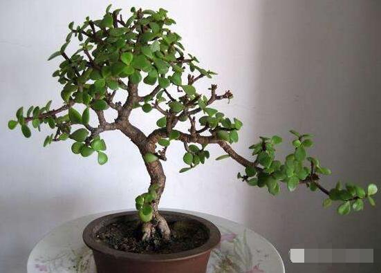 玉樹冬天怎么養(yǎng)，教你六個(gè)方法安然過(guò)冬