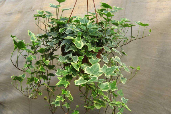 常春藤可以放臥室嗎，放臥室可凈化空氣增加綠意