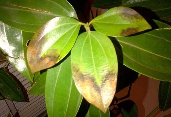 平安樹葉子發(fā)黃怎么辦，教你五個步驟來挽救