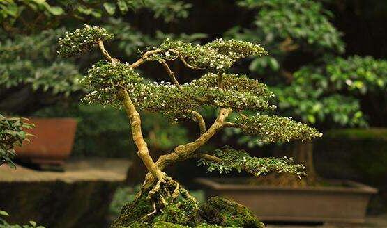 六月雪盆景造型方法，直乾式虬曲式懸崖式三種造型