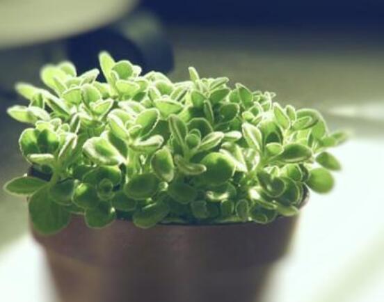 碰碰香爛根處理方法，老農(nóng)總結(jié)兩種最簡單有效措施(輕度與重度)