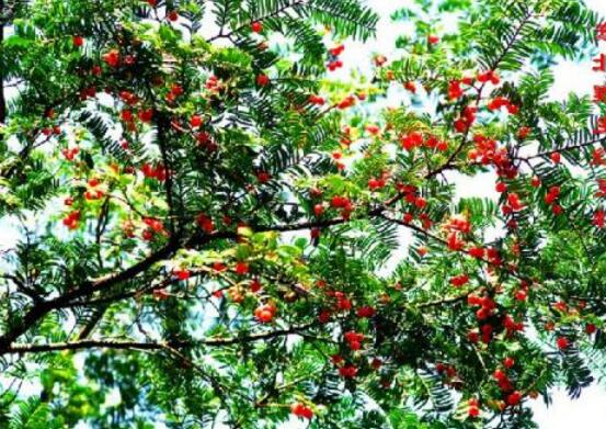 紅豆杉干枯后急救方法，教你四種方法輕松解決