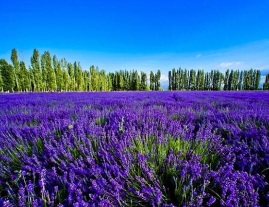 薰衣草有什么功效，舒緩修護(hù)、改善心肌、安撫神經(jīng)