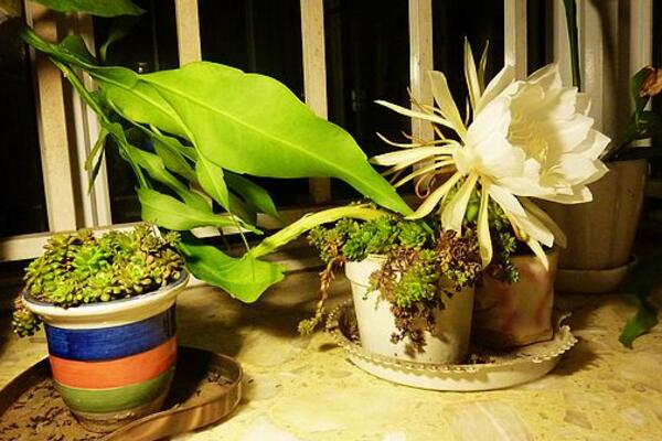 曇花幾年開(kāi)花，養(yǎng)殖三年左右才能開(kāi)花