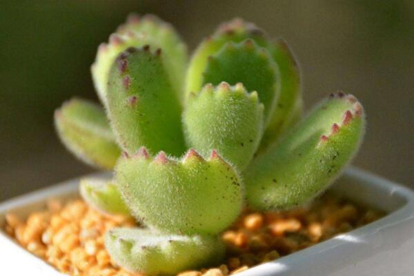 多肉植物熊童子怎么養(yǎng)，熊童子養(yǎng)殖經(jīng)驗分享