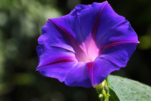 牽?；梢灾苯臃N在花盆里嗎