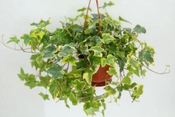 金邊常春藤的養(yǎng)殖方法，以磷鉀肥為主少施氮肥